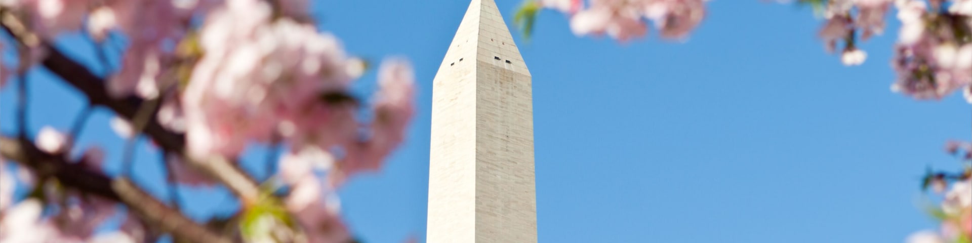 Washington Monument Surrounded Cherry Blossoms DC