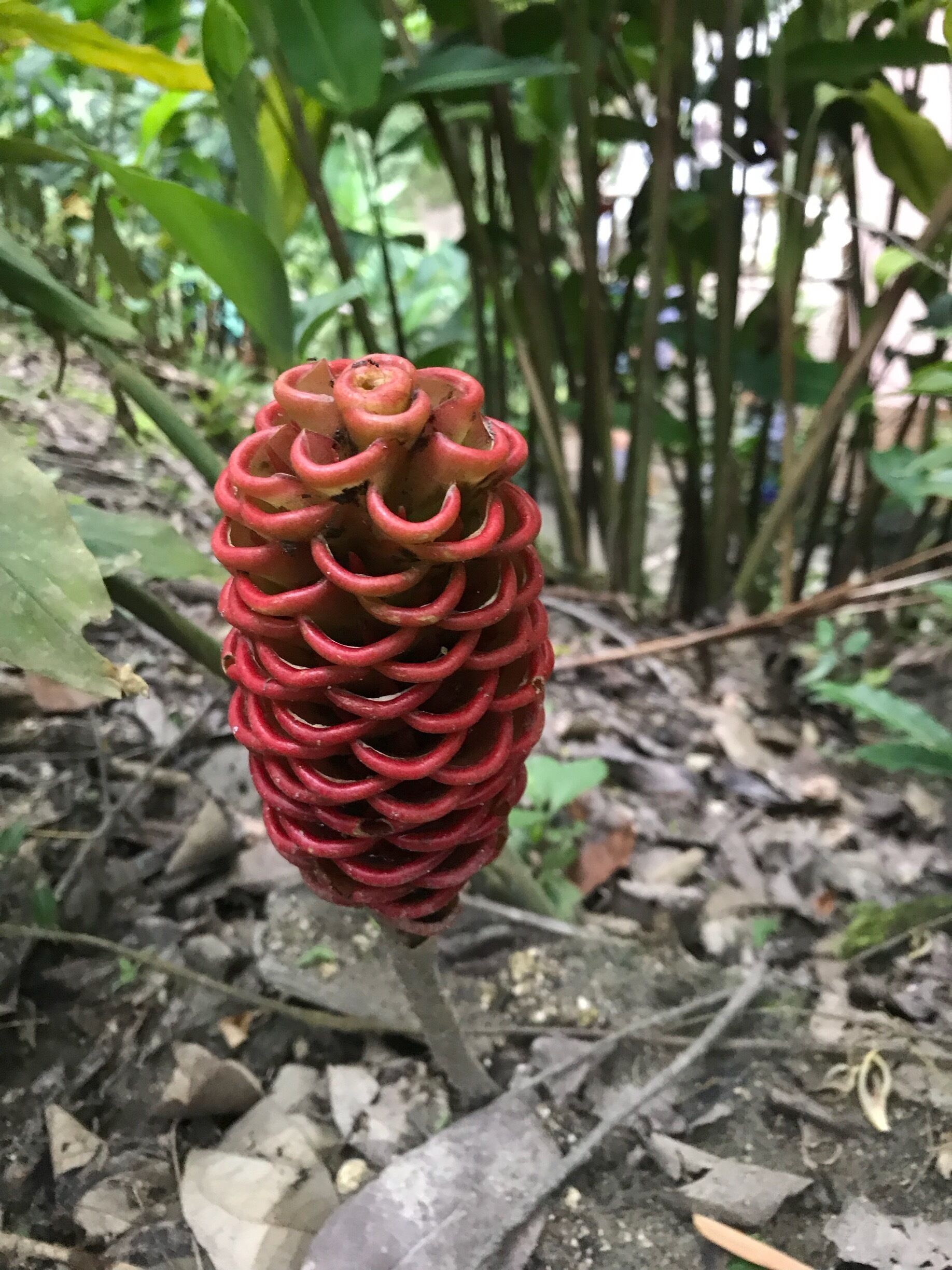 The tranquility in this deeply green area with its present and softly bubbling bamboo, ’Guadua’ is it called, its unique flowers and loaded bio-divers eco system made me completely speechless. I had a great time hiking in Minca and I am going back for sure!