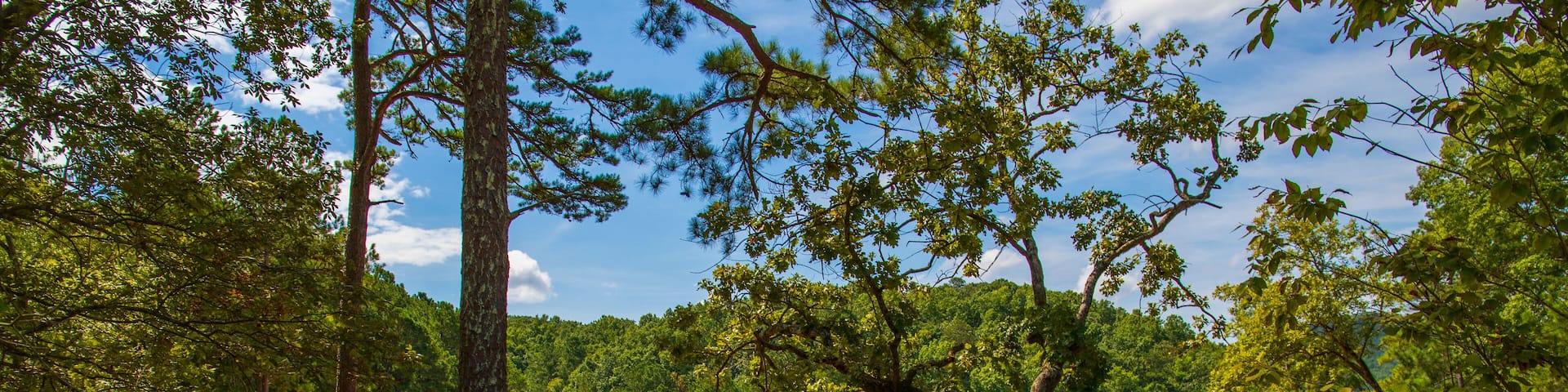 a gorgeous summer landscape at the beach on green waters of Lake Allatoona with people in the water surrounded lush green trees, grass and plants with blue sky and clouds at Red Top Mountain park
