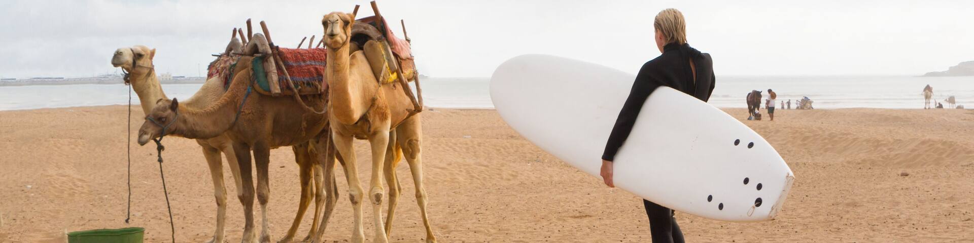 Female surfer holding surfboard and camels at the beach of Essaouira, Morocco, Africa.