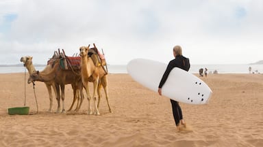 A person carrying a surfboard on a sandy beach with camels in the background.