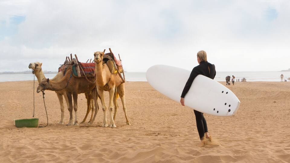 A person carrying a surfboard on a sandy beach with camels in the background.