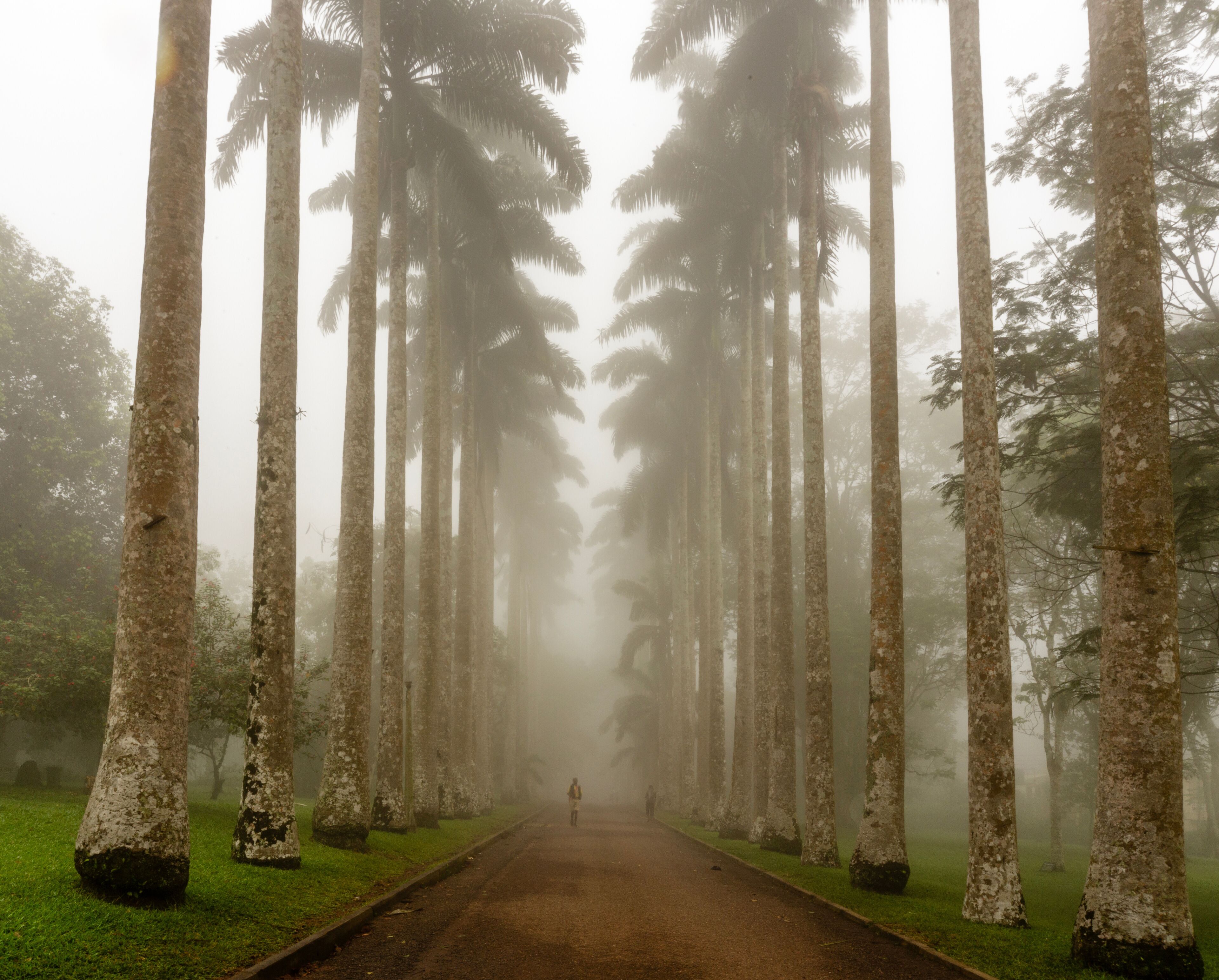 A foggy road flanked by tall trees.