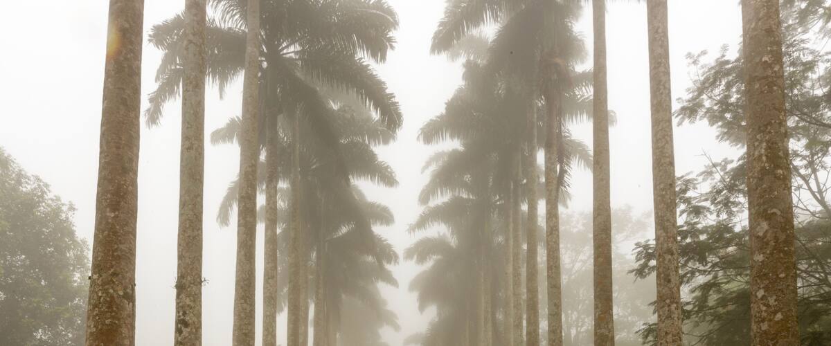 A foggy road flanked by tall trees.