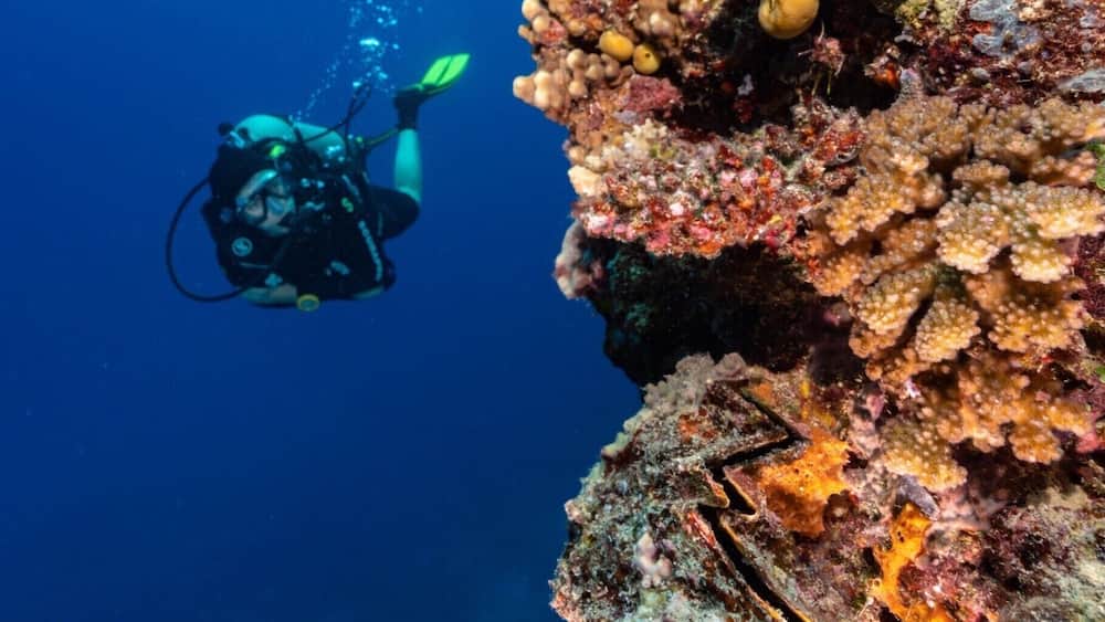 Diving the Great Astrolabe Reef with Oneta Island Resort. This is a divers paradise. We never saw another dive boat the entire week as there is only one other resort that can even dive the North part of the Great Astrolabe Reef from their land based location. The resort is top notch too.
Best of all there is a mantra cleaning station a 2 minute boat ride away where if you ask they will stop and check if the mantas are home and let you snorkel with them before or after your dives.