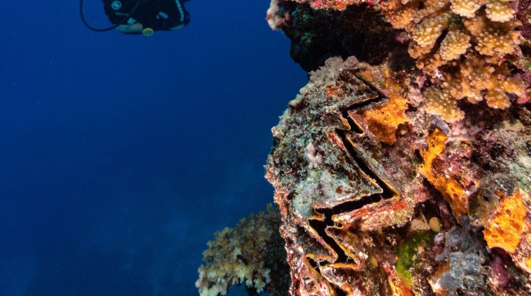 Diving the Great Astrolabe Reef with Oneta Island Resort. This is a divers paradise. We never saw another dive boat the entire week as there is only one other resort that can even dive the North part of the Great Astrolabe Reef from their land based location. The resort is top notch too.
Best of all there is a mantra cleaning station a 2 minute boat ride away where if you ask they will stop and check if the mantas are home and let you snorkel with them before or after your dives.