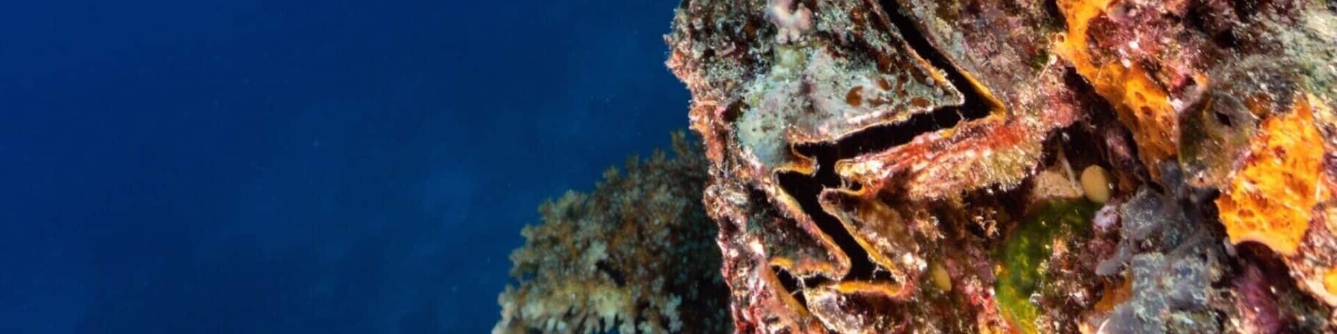 Diving the Great Astrolabe Reef with Oneta Island Resort. This is a divers paradise. We never saw another dive boat the entire week as there is only one other resort that can even dive the North part of the Great Astrolabe Reef from their land based location. The resort is top notch too.
Best of all there is a mantra cleaning station a 2 minute boat ride away where if you ask they will stop and check if the mantas are home and let you snorkel with them before or after your dives.