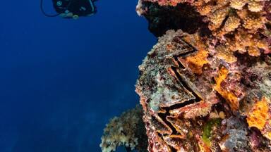 Diving the Great Astrolabe Reef with Oneta Island Resort. This is a divers paradise. We never saw another dive boat the entire week as there is only one other resort that can even dive the North part of the Great Astrolabe Reef from their land based location. The resort is top notch too.
Best of all there is a mantra cleaning station a 2 minute boat ride away where if you ask they will stop and check if the mantas are home and let you snorkel with them before or after your dives.