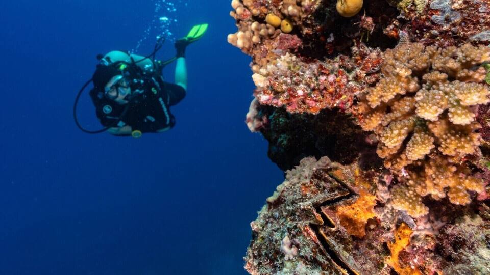 A diver exploring a vibrant coral reef with diverse marine life and colorful coral formations.