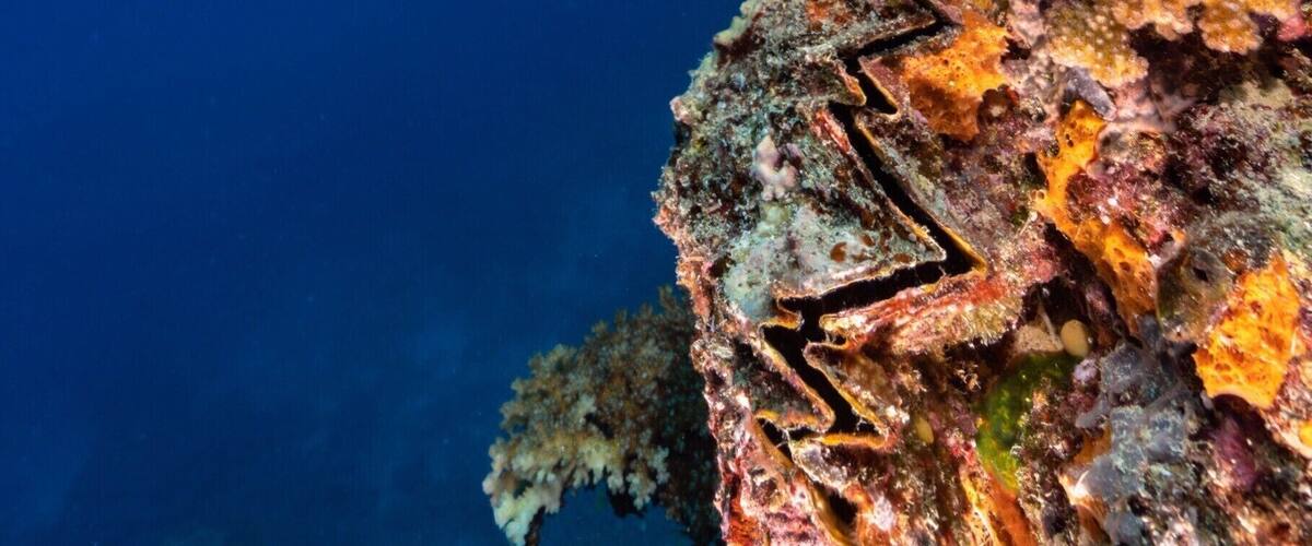 A diver exploring a vibrant coral reef with diverse marine life and colorful coral formations.