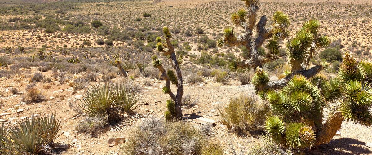 Red Rock Canyon landscape near Las Vegas Nevada.