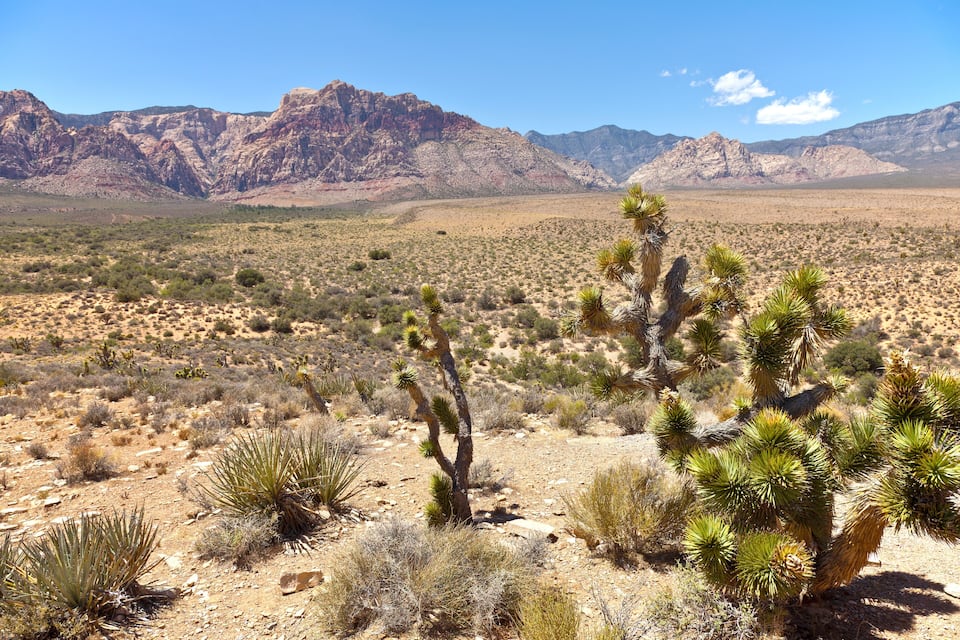A desert landscape with Joshua trees and mountains in the background.