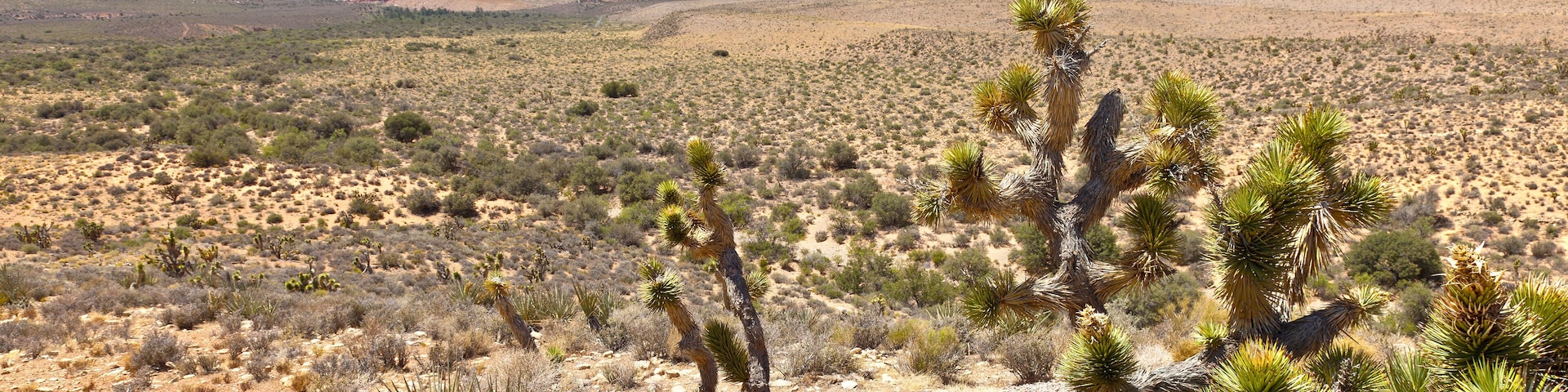 Red Rock Canyon landscape near Las Vegas Nevada.