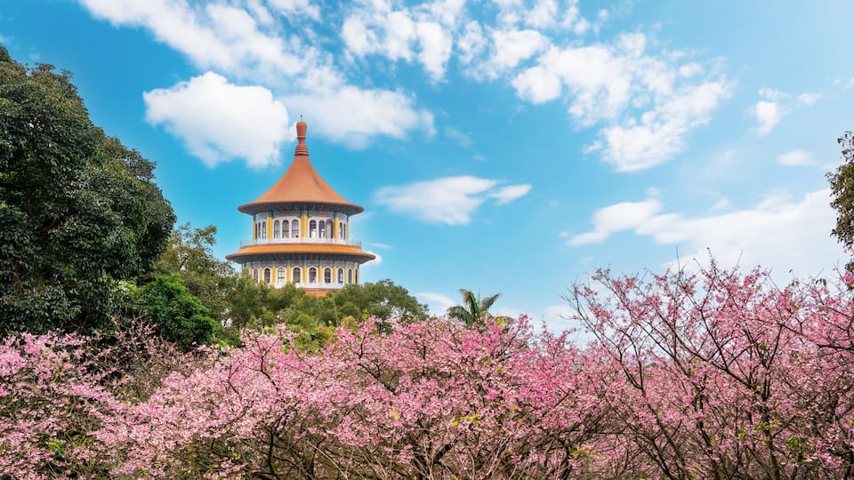 Wuji Tianyuan Temple with beautiful cherry blossom in Taiwan