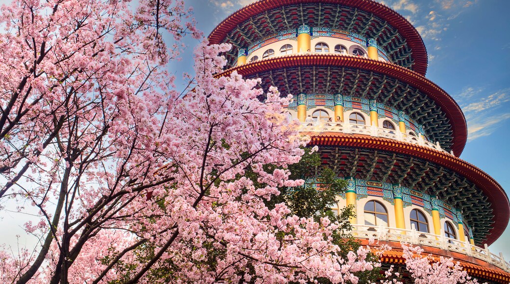 Sakura cherry blossom at Tianyuan temple, Taipei, Taiwan