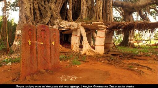 Located opposite The International School of Bangalore (TISB) is an old, veritable Banyan tree. The Banyan is considered a scared tree in India, which is why you will frequently find a shrine built under one. Here three serpent stones are visible under a Banyan as well as shrine built in the trunk of the tree.