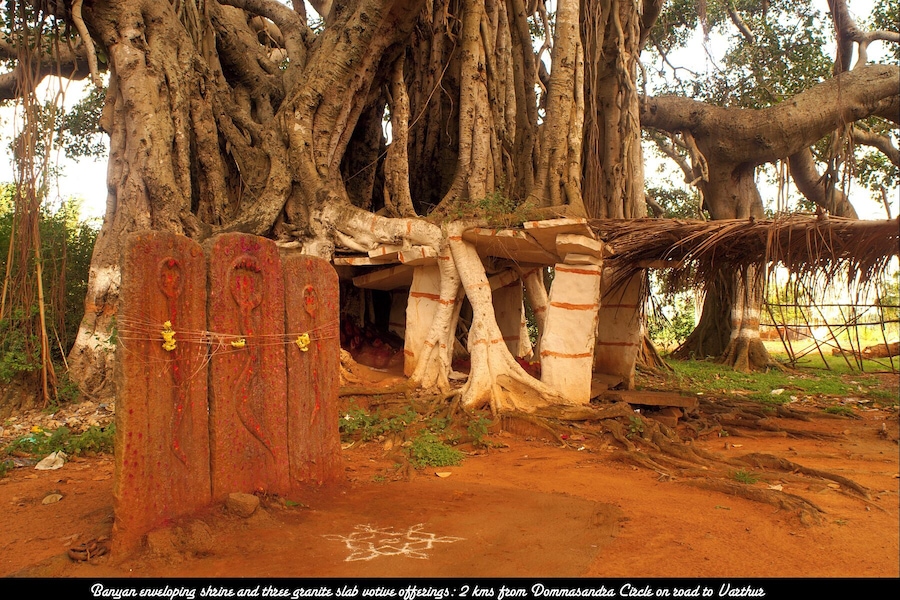 Located opposite The International School of Bangalore (TISB) is an old, veritable Banyan tree. The Banyan is considered a scared tree in India, which is why you will frequently find a shrine built under one. Here three serpent stones are visible under a Banyan as well as shrine built in the trunk of the tree.