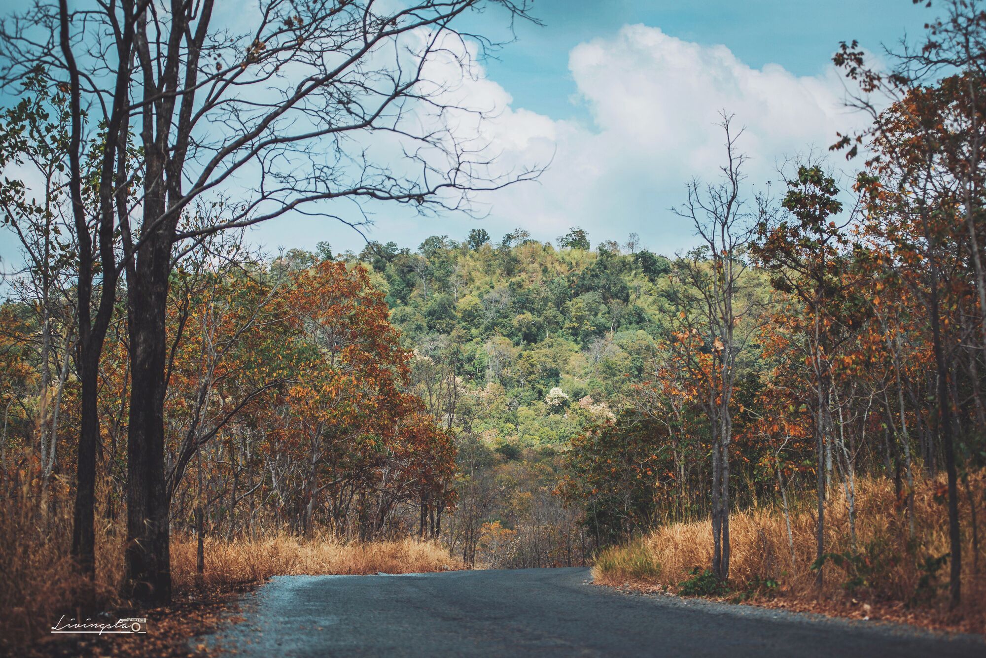 This is evidence to what I mentioned in one of my previous posts about the Kirirom (Mountain of joy) NationalPark / Mountains, part of the Chambok Ecotourism site. This beautiful landscape is such a visual treat that I could witness the whole scene change right before my eyes as the climb towards the Mountains started. You can see that this mountain has varied colours of flora at different levels and is completely distinct from what you see elsewhere in the country. 