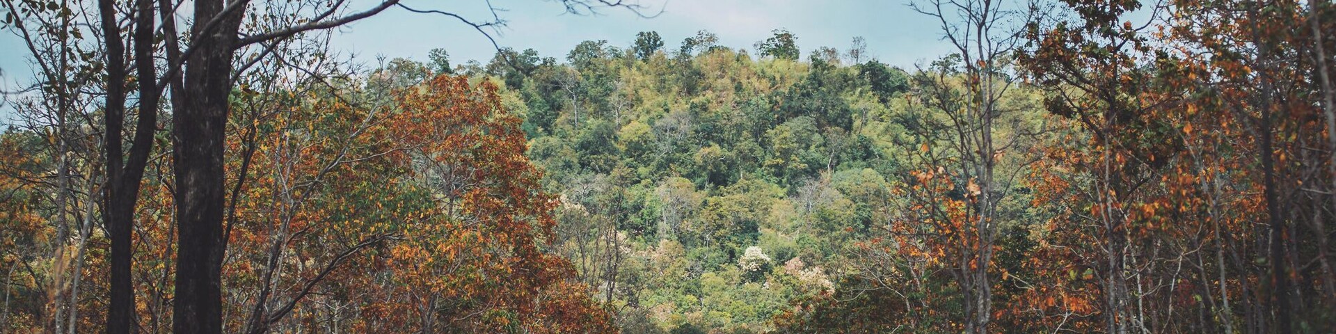 Uma estrada serpenteia por uma floresta, com árvores em tons outonais e uma colina ao fundo.