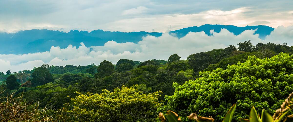 A lush green forest with a mountain range in the background.