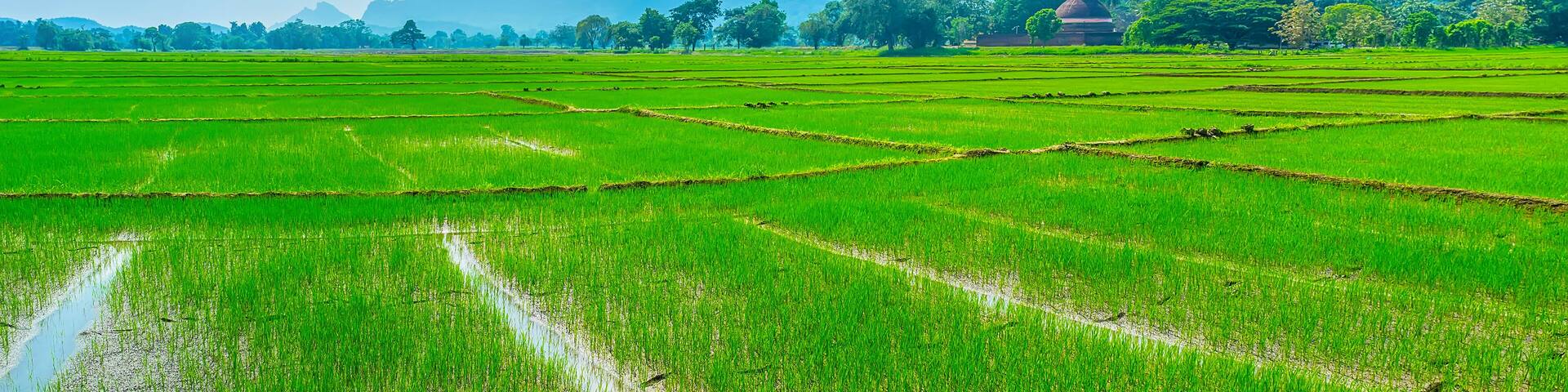 Beautiful rise fields of Sri Lanka