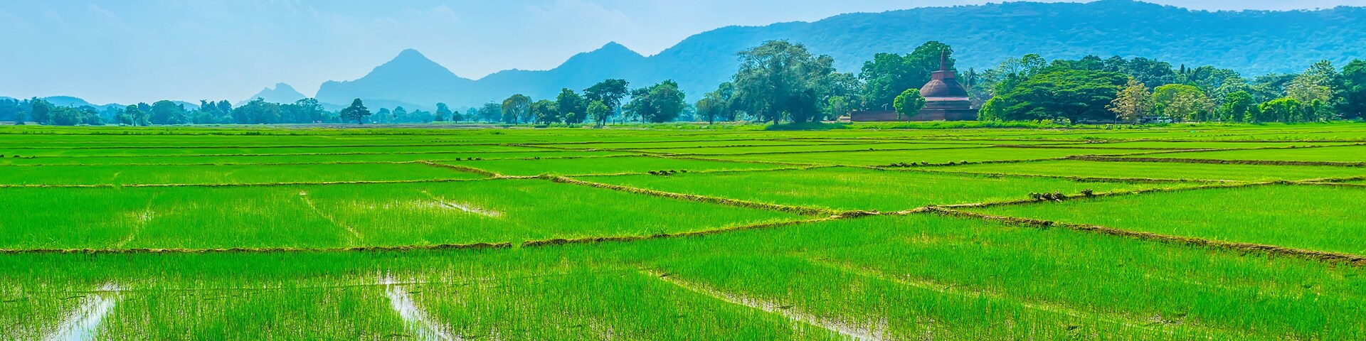 Beautiful rise fields of Sri Lanka