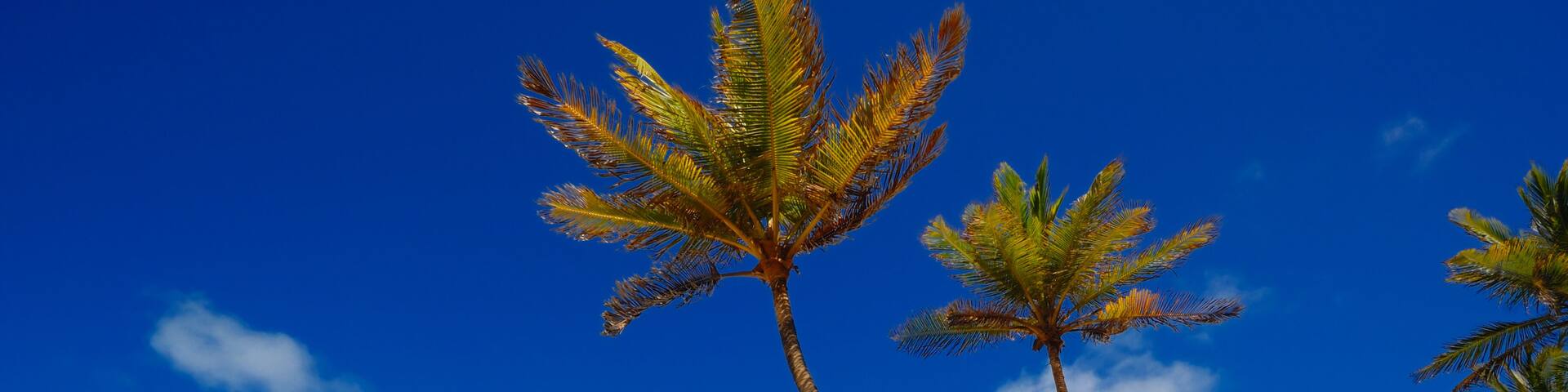 Palm trees and a beautiful beach at Praia do Amor near Pipa Brazil