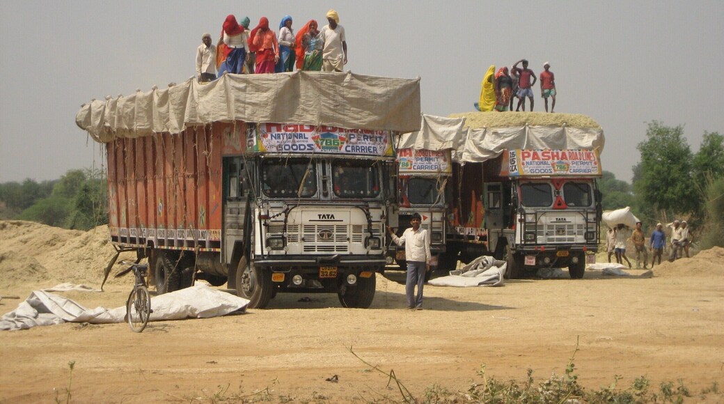 They can cram more wheat into these trucks by stamping it down with their feet! Life is often still dictated by hard work and manual labour. #Rajasthan #India