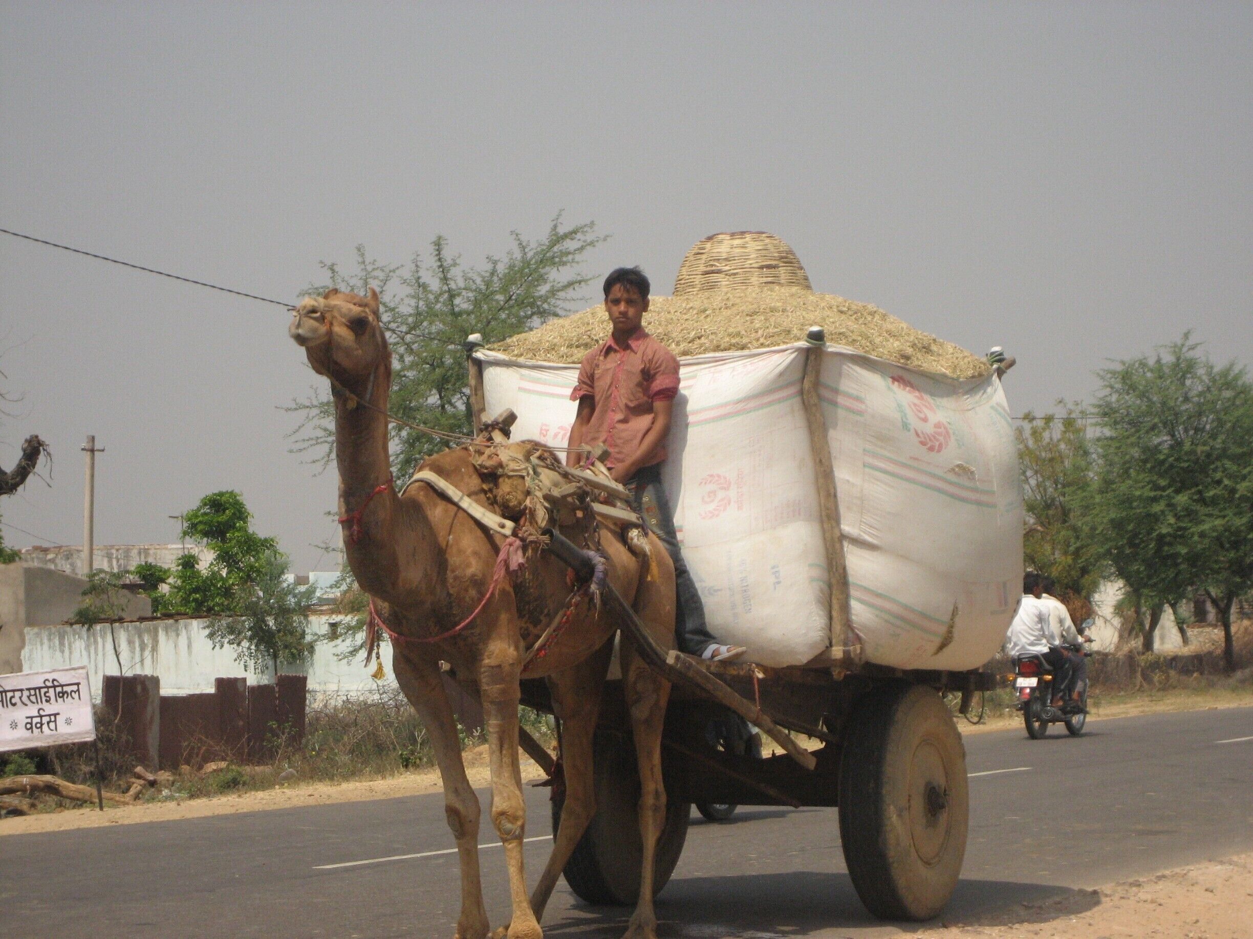 Wheat is being transported by camel. Life is often still dictated by hard work and manual labour.#Rajasthan #India