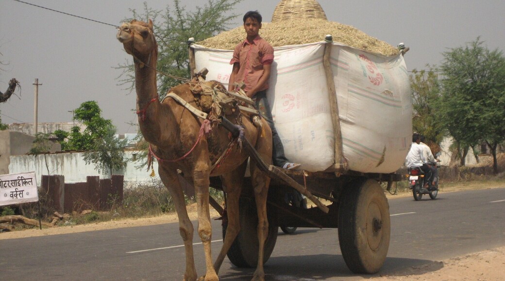 Wheat is being transported by camel. Life is often still dictated by hard work and manual labour.#Rajasthan #India