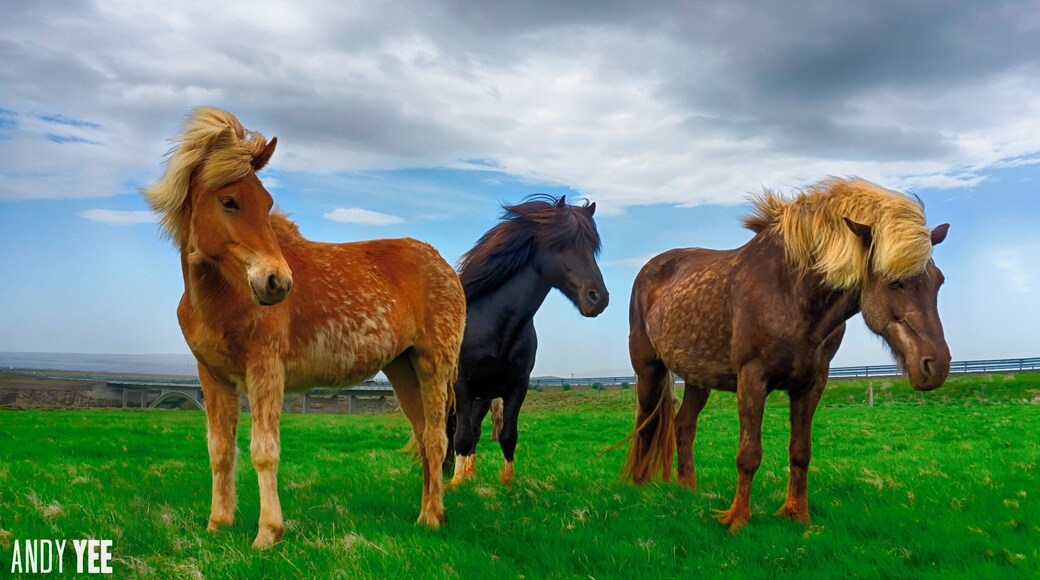 Icelandic Horses. Iceland
You know you are having a fun day when you come across Icelandic horses that are super friendly and want to pose for photos like an 80’s hair band.
Not much bigger than a pony, the majority of horses that we came across would come up and want a bit of a pat.
#horses #iceland #travel2next #lonelyplanet @travel2next #sonya6000