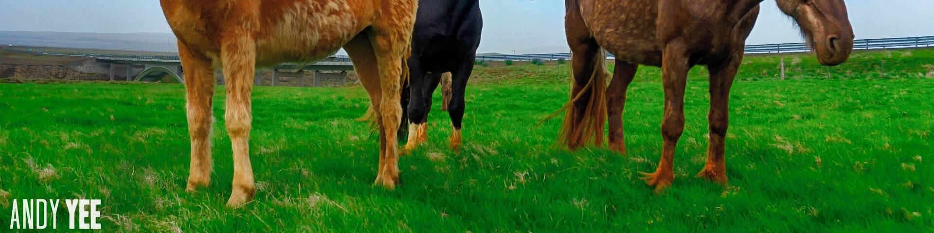 Icelandic Horses. Iceland
You know you are having a fun day when you come across Icelandic horses that are super friendly and want to pose for photos like an 80’s hair band.
Not much bigger than a pony, the majority of horses that we came across would come up and want a bit of a pat.
#horses #iceland #travel2next #lonelyplanet @travel2next #sonya6000