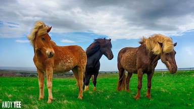 Icelandic Horses. Iceland
You know you are having a fun day when you come across Icelandic horses that are super friendly and want to pose for photos like an 80’s hair band.
Not much bigger than a pony, the majority of horses that we came across would come up and want a bit of a pat.
#horses #iceland #travel2next #lonelyplanet @travel2next #sonya6000