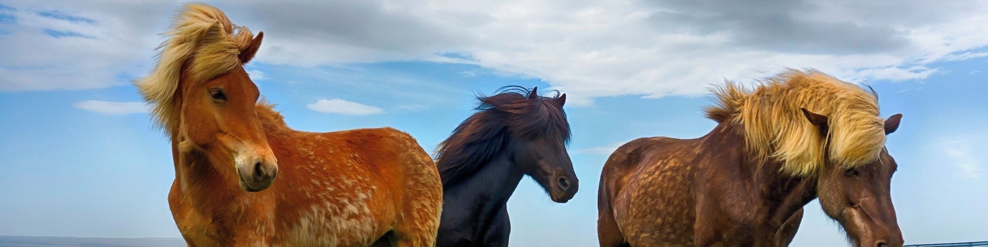 Icelandic Horses. Iceland
You know you are having a fun day when you come across Icelandic horses that are super friendly and want to pose for photos like an 80โs hair band. 
Not much bigger than a pony, the majority of horses that we came across would come up and want a bit of a pat.
#horses #iceland #travel2next #lonelyplanet @travel2next #sonya6000