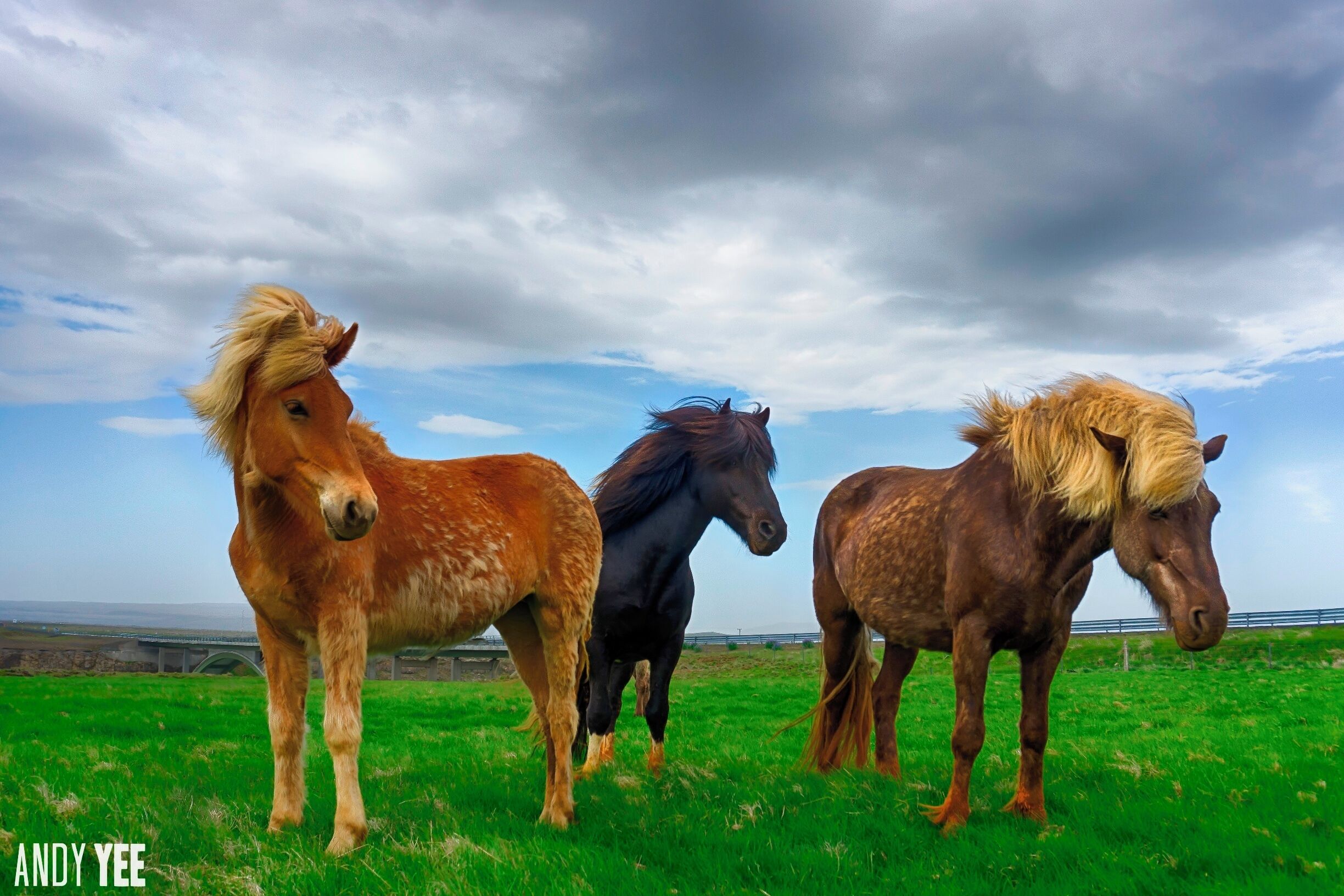 Three horses standing in a grassy field with a cloudy sky.