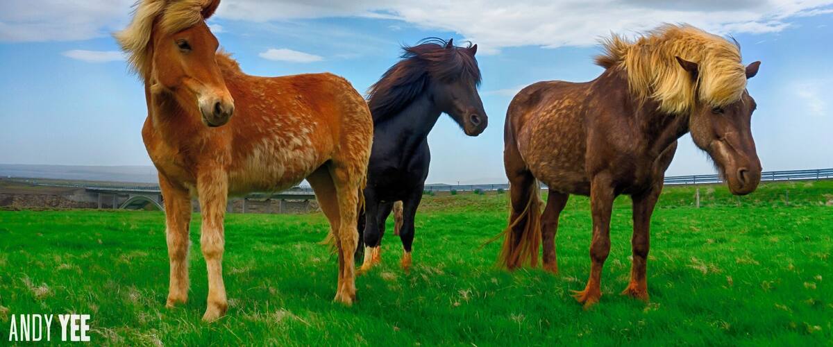 Three horses standing in a grassy field with a cloudy sky.