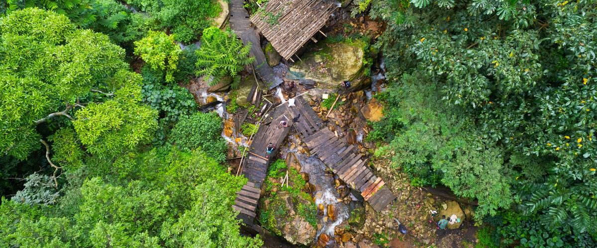 A wooden bridge over a stream in a lush forest.
