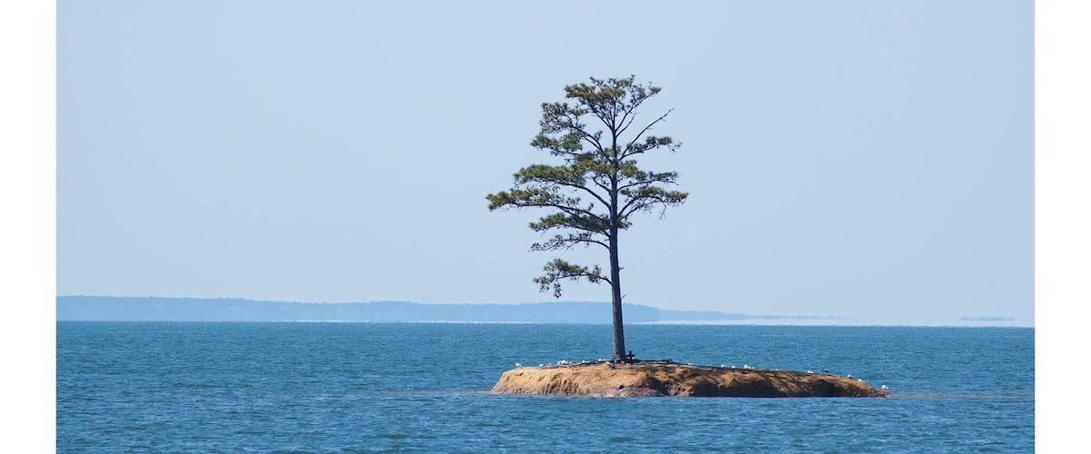 A lone tree on a small island surrounded by calm water.
