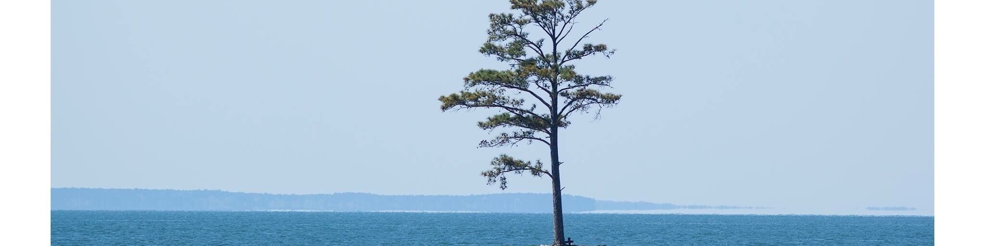 A lone tree on a small island surrounded by calm water.