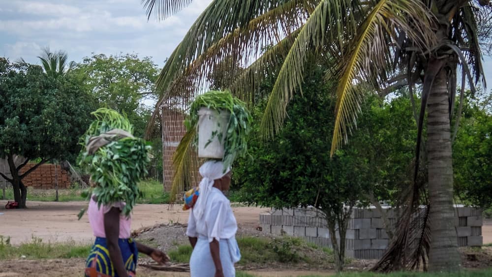 Bilene Macia District, #Mozambique
#working #streetphotography #streetphoto #ig_street #street_photography #ig_streetphotography #streetphotos #travelingram #instatraveling #traveltheworld #travelphotography #travel #instatravel #traveler #travelgram #traveling #fujifilm #road #women #africa #visitafrica #visitmozambique #wanderlust #moodygrams #epic_captures #LoveTheWorld #streethunt