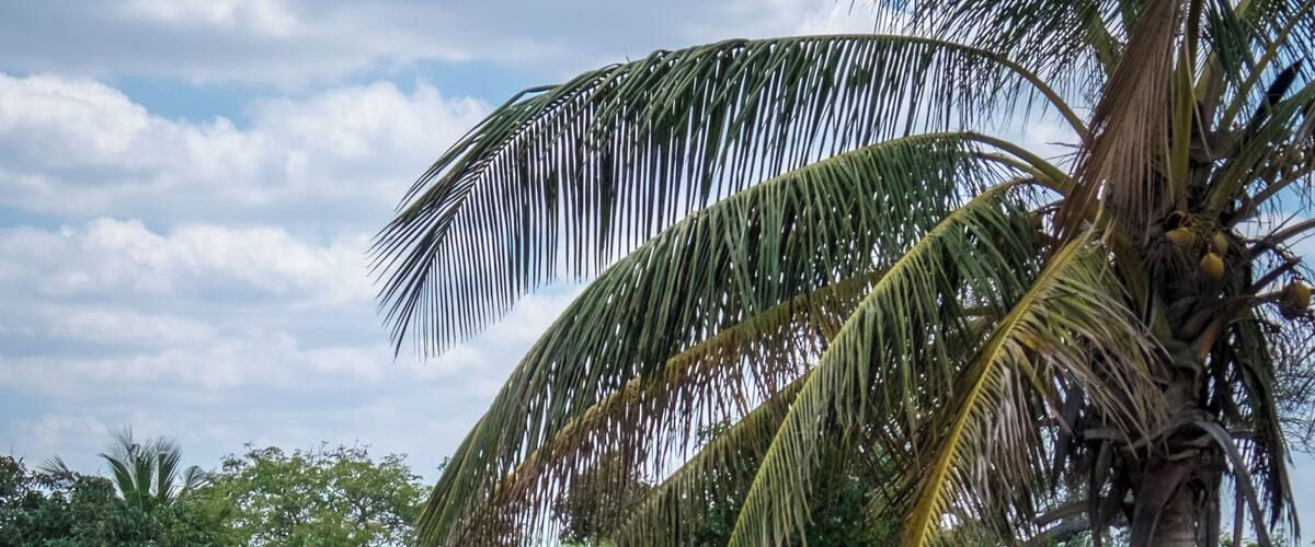 Two people carrying large loads on their heads, walking past a palm tree and a brick wall.