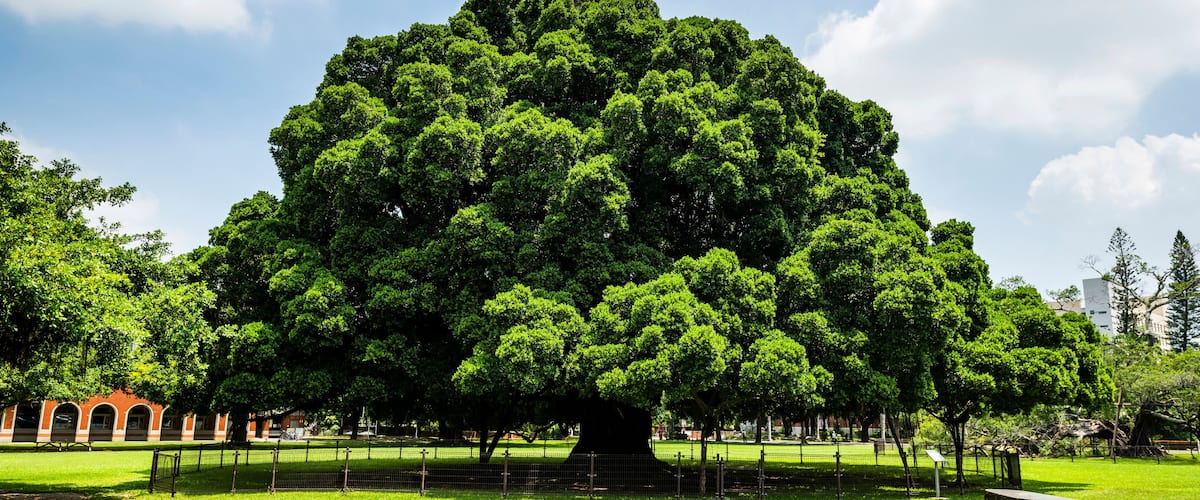 Beautiful view of the large Banyan Garden on the National Cheng Kung University (NCKU) campus in Tainan, Taiwan.