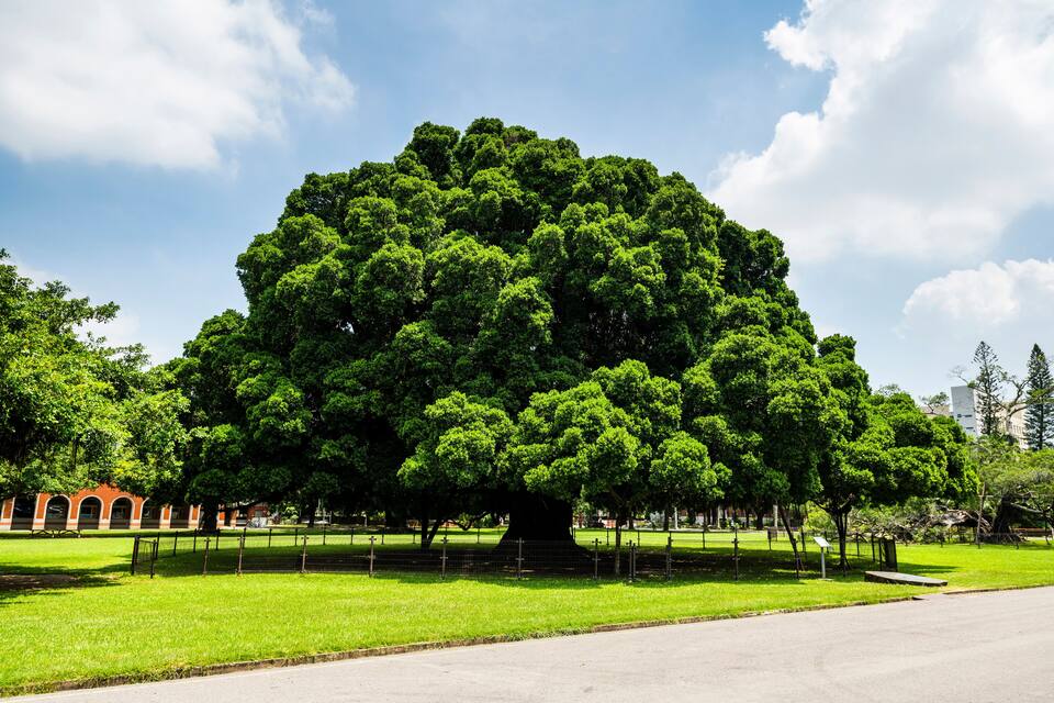 Un árbol grande en un parque, con una cerca y un edificio al fondo.