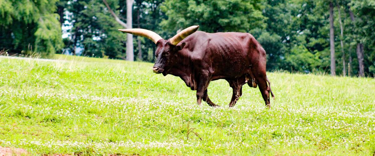 A bull in a grassy field with trees in the background.