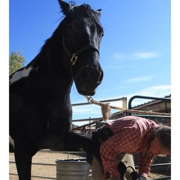 If you've heard of helpx.net this is from the Mustang Camp in Blanco, NM. I loved my time here! We picked up a new band of wild mustangs caught by the Forest Service. You are able to gentle these mustangs so that they have a higher chance of finding a good home. We used something similar to the clicker system with the horses. Talk about smart! Within a week you could say ear and they would touch their ears to your fingers, eye - they would put their eye against your hand. It was amazing to see something so wild start to trust you and learn from you. 