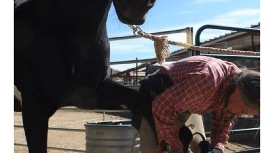If you've heard of helpx.net this is from the Mustang Camp in Blanco, NM. I loved my time here! We picked up a new band of wild mustangs caught by the Forest Service. You are able to gentle these mustangs so that they have a higher chance of finding a good home. We used something similar to the clicker system with the horses. Talk about smart! Within a week you could say ear and they would touch their ears to your fingers, eye - they would put their eye against your hand. It was amazing to see something so wild start to trust you and learn from you.