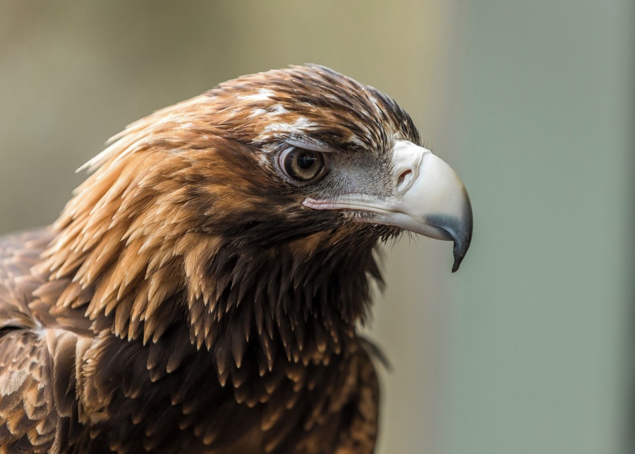This raptor is there to greet you. #nature