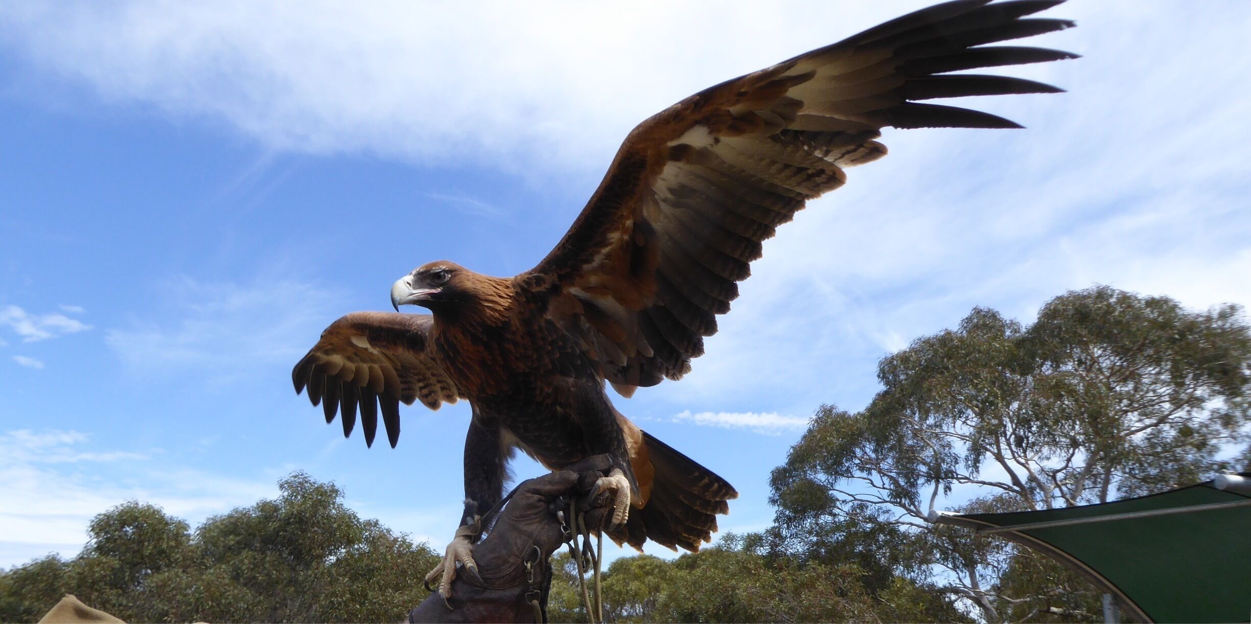 What a fabulous interactive raptor show this was