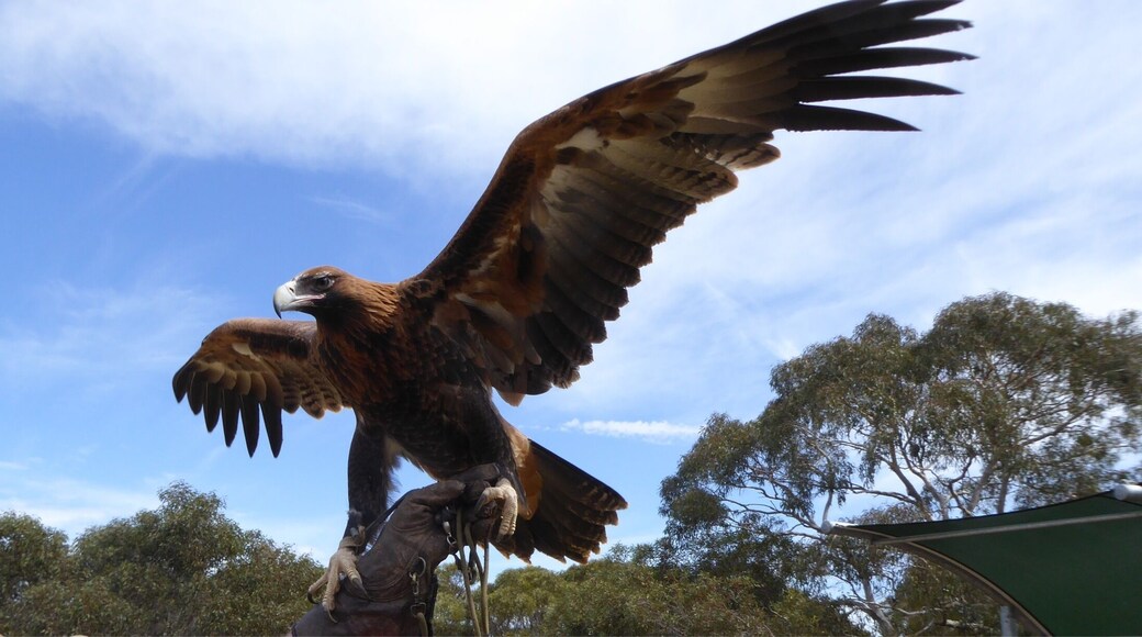 What a fabulous interactive raptor show this was
