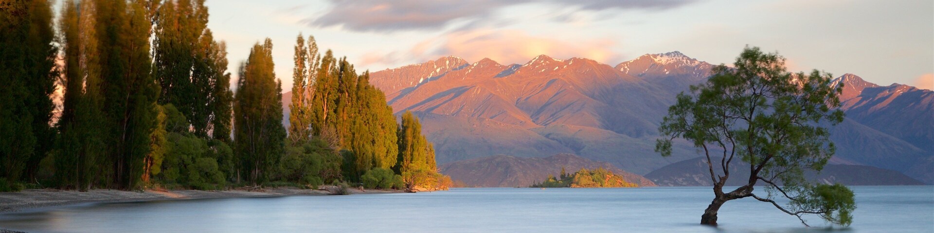 That Wanaka Tree